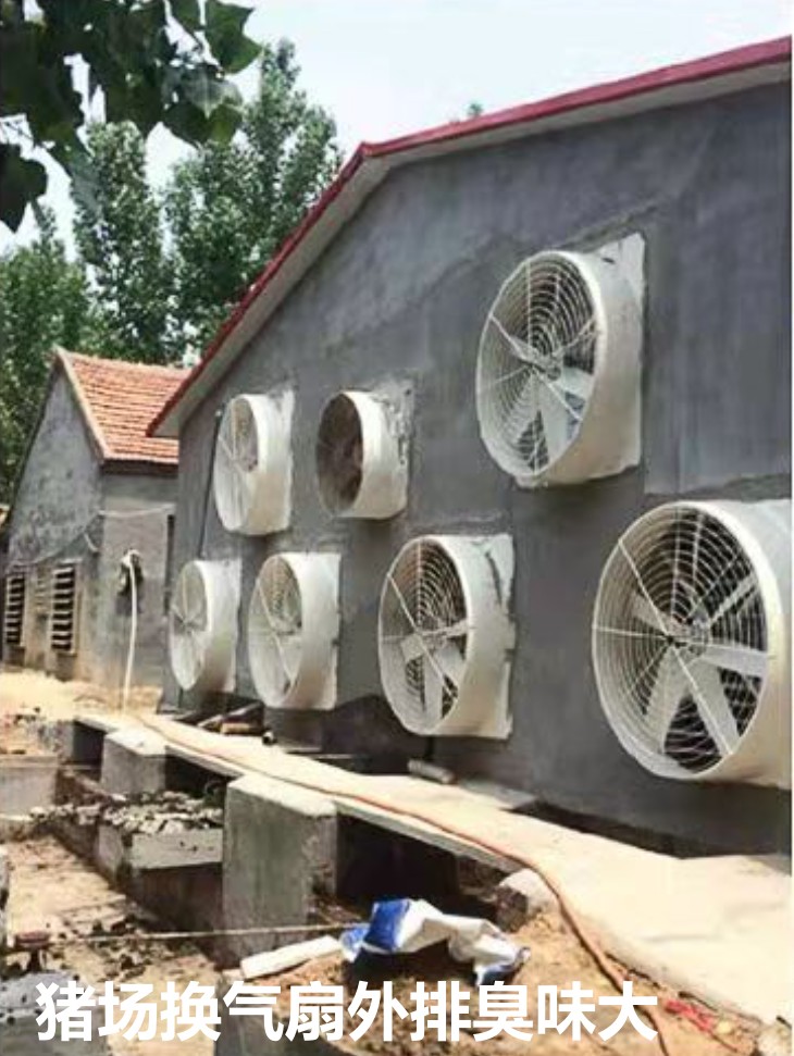 豬場(chǎng)換氣扇外排臭味大.jpg