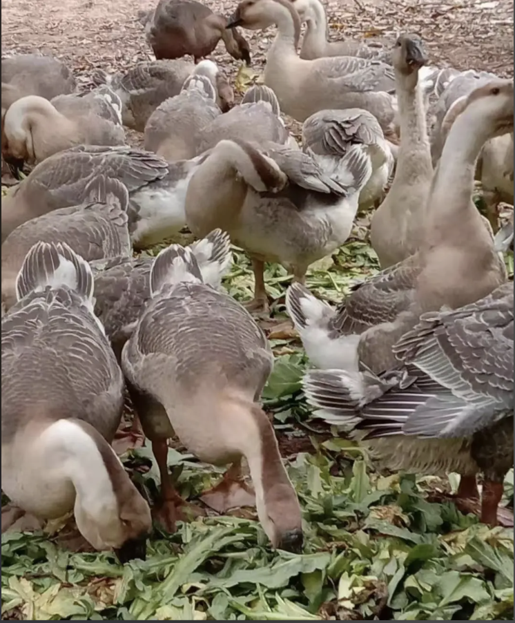 截屏2026-04-21 10.08.16.png