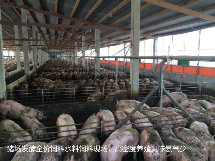 豬場(chǎng)發(fā)酵全價(jià)飼料水料飼料現(xiàn)場(chǎng)，高密度養(yǎng)殖臭味氨氣少.jpg