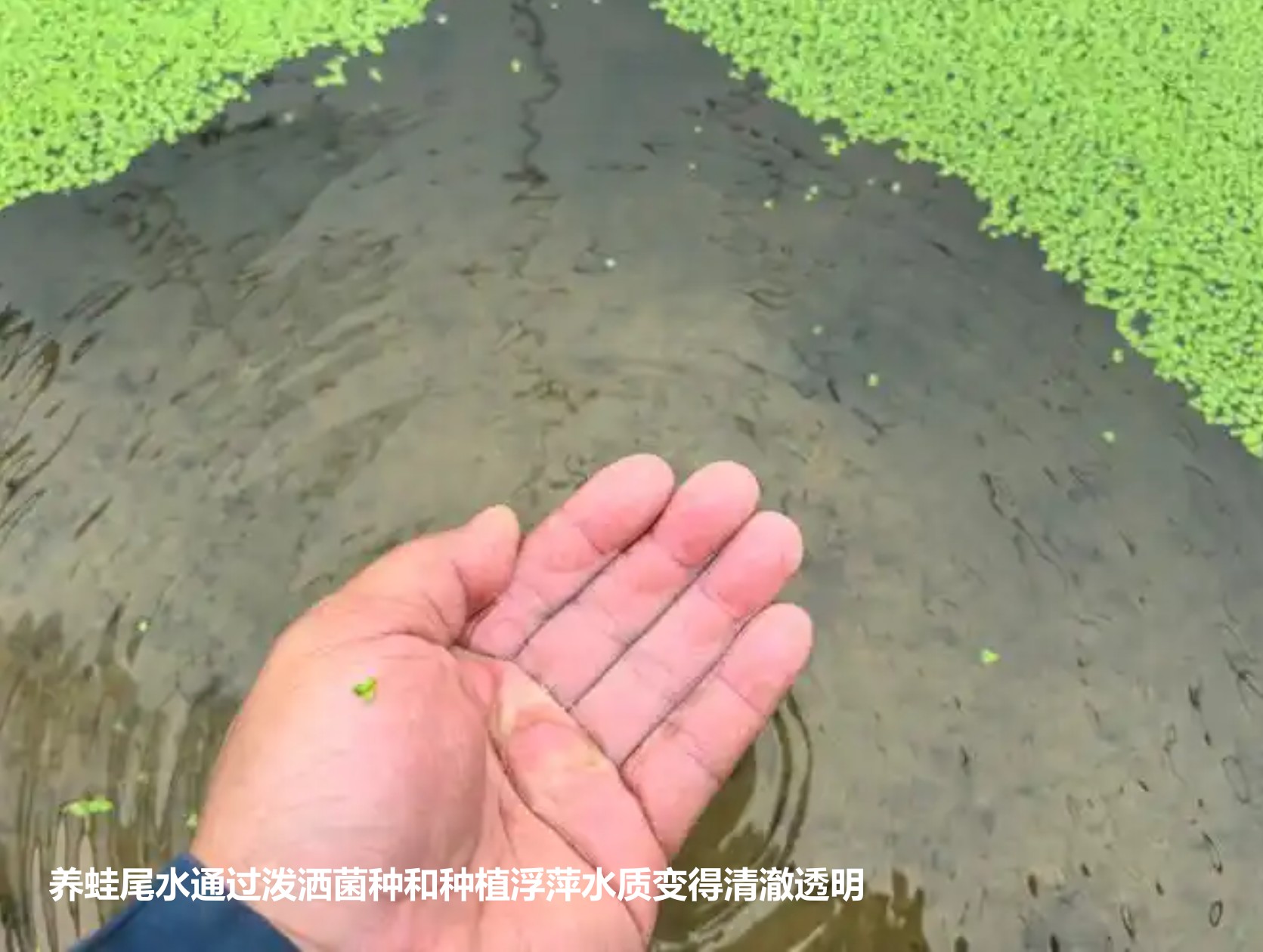 養(yǎng)蛙尾水通過潑灑菌種和種植浮萍水質(zhì)變得清澈透明.jpg