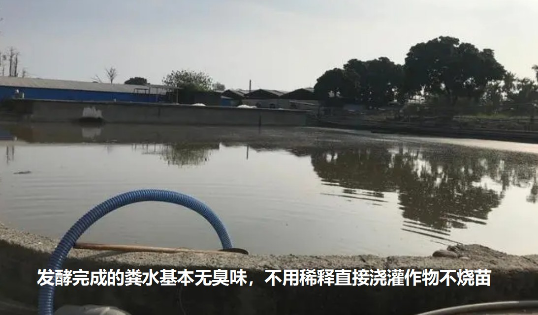 發(fā)酵完成的糞水基本無(wú)臭味，不用稀釋直接澆灌作物不燒苗.jpg