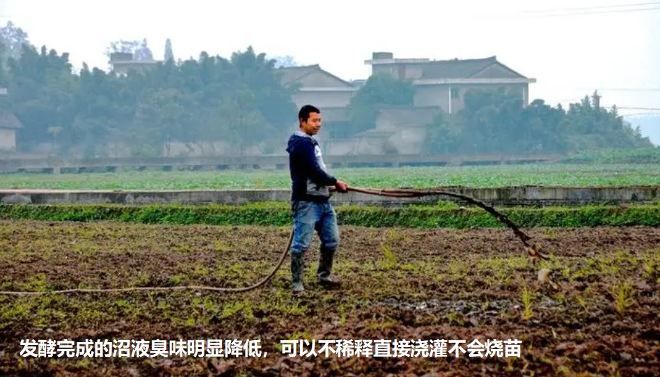 發(fā)酵完成的沼液臭味明顯降低，可以不稀釋直接澆灌不會(huì)燒苗.jpg