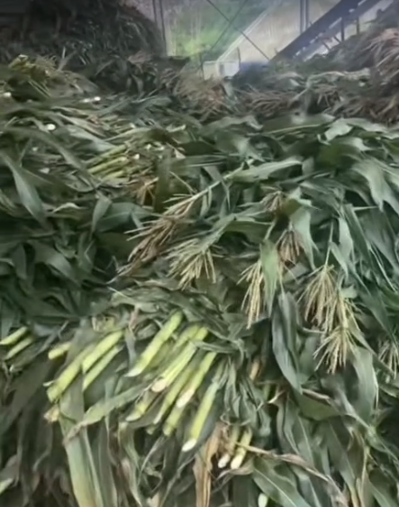 截圖20260717104658.png